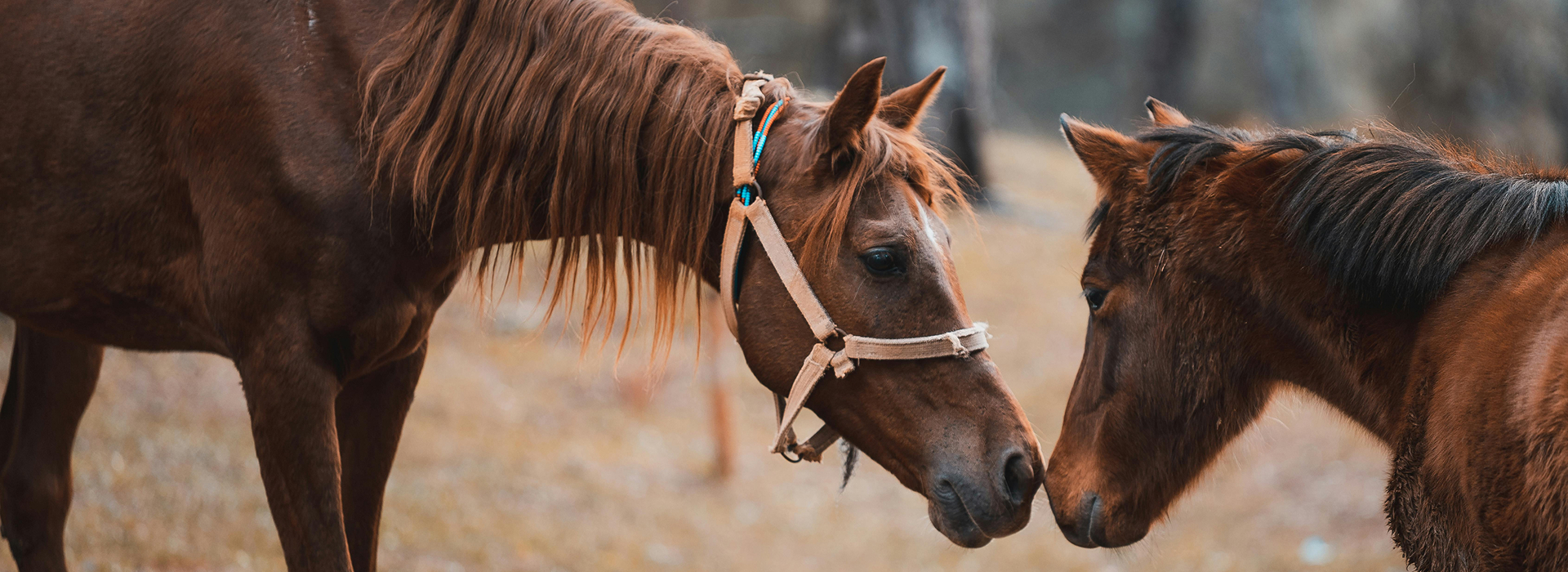 Ride to win, ride with heart